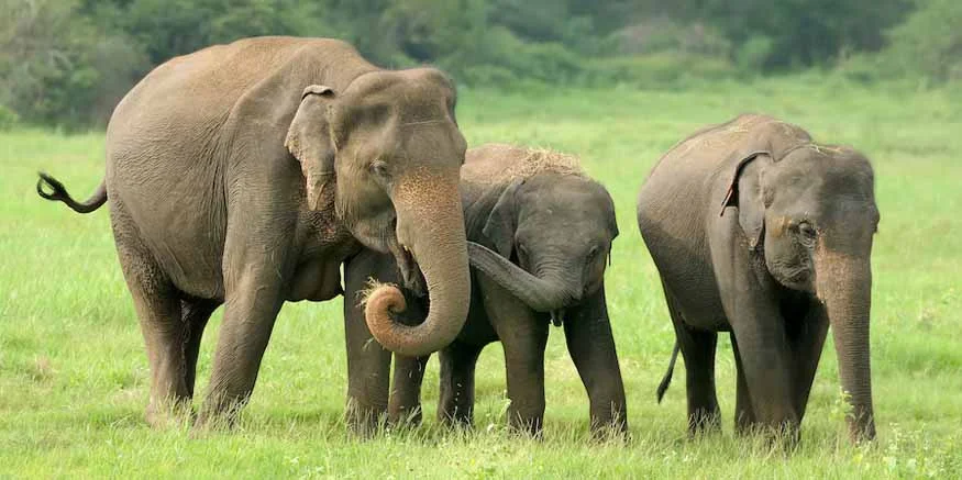 facts about elephants