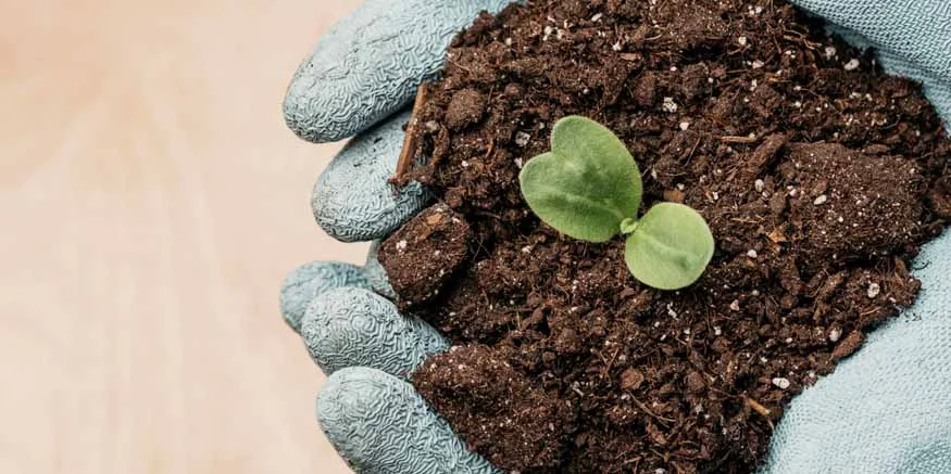 How to Improve Soil Health Through Photosynthesis