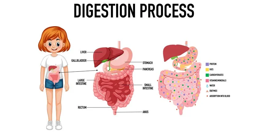 The Journey of Food How Your Digestive System Turns Food into Energy