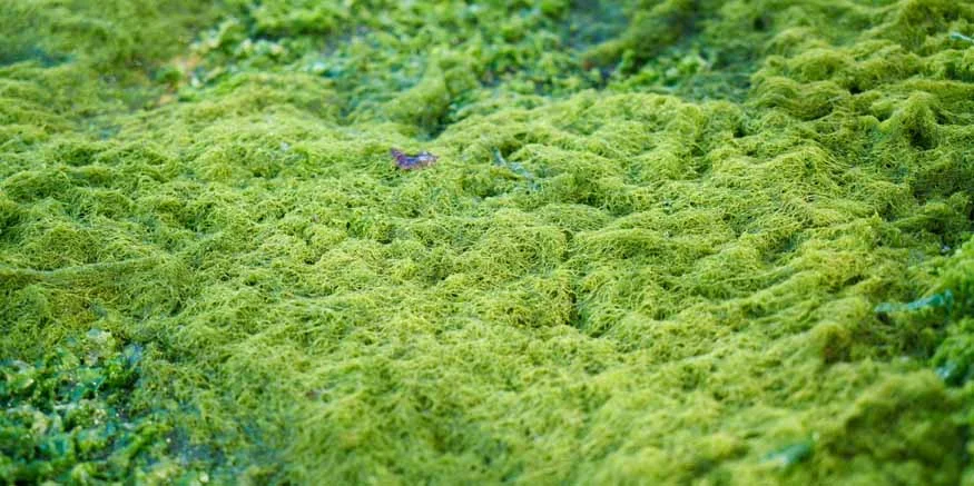 Turning Algae into Fuel How Photosynthesis Can Help Us Create Green Energy