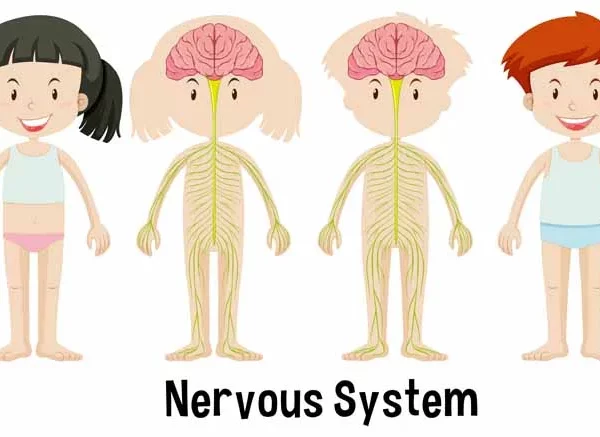 Understanding the Nervous System