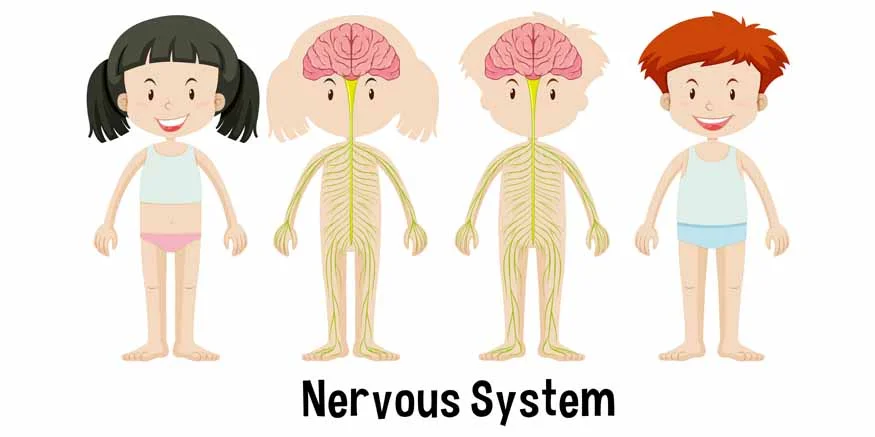 Understanding the Nervous System