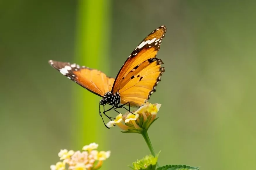 butterfly life cycle